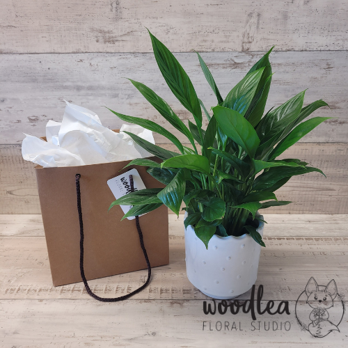 Peace lily- house plants for gifts, free delivery in Nelson and Richmond