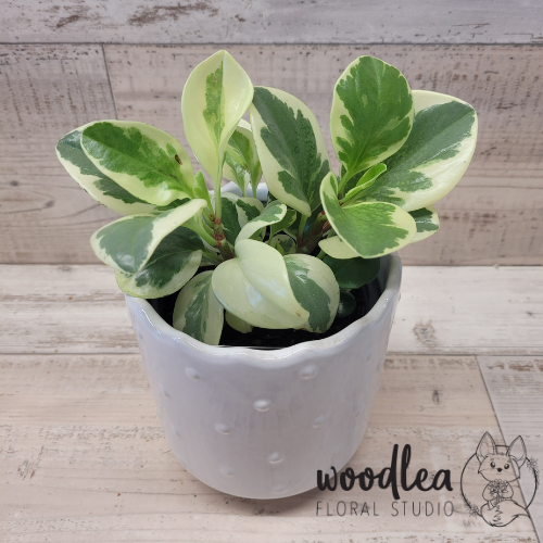 Peperomia Obtusifolia Variegated - house plants for gifts, free delivery in Nelson and Richmond