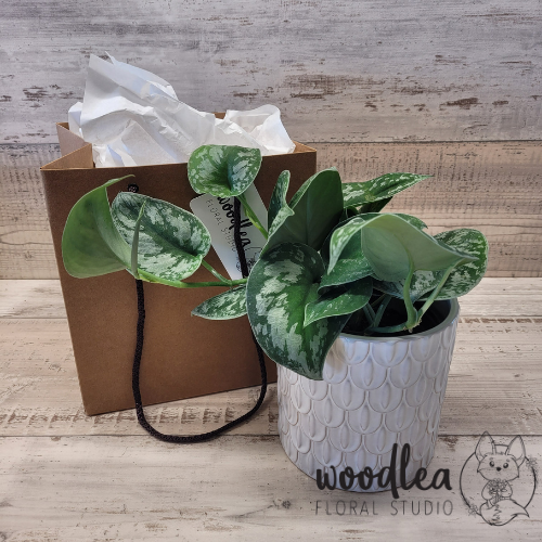 Satin Pothos- house plants for gifts, free delivery in Nelson and Richmond